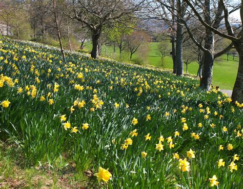 Daffodils In Hay Lodge Park Peebles Jim Barton Geograph Britain