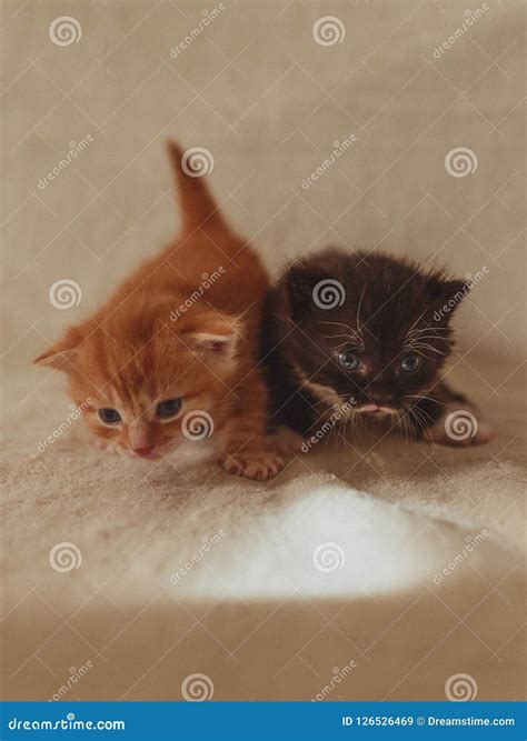 Cat-mom and Their Little Sweet Kittens Playing Around and Having Fun