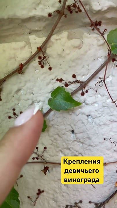 Девичий виноград, похож на вичи, но это не точно. Живая стена # ...