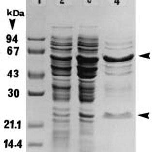 Time Profile Of Cell Growth Penicillin G Acylase Activity And