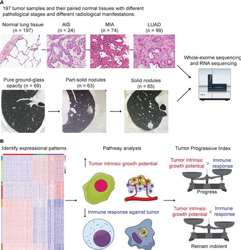 Frontiers Increased Tumor Intrinsic Growth Potential And Decreased