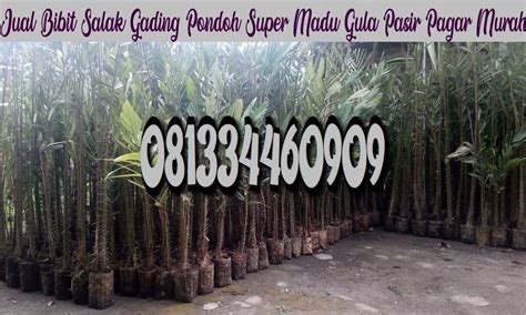 Bibit Salak Pondoh Super Madu Gula Pasir Gading Cangkok Sleman Murah