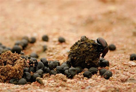 Dung Beetles Are Key To Healthy Pasture Now They May Also Help Make
