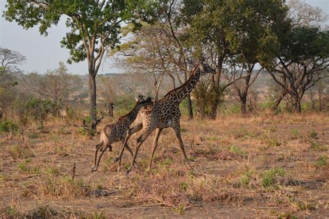 Katavi National Park Travel Partner Ltd