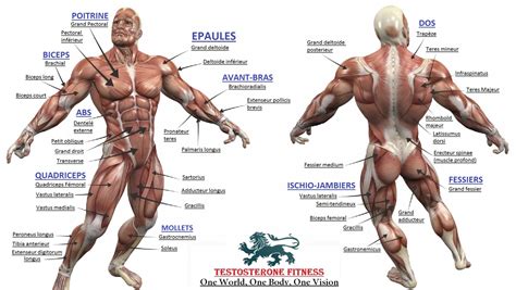 Bodybuilding Full Human Muscular Anatomy Chart Human Muscular System Muscle Anatomy