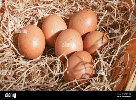 Half A Dozen Freshly Laid Organic Eggs On Straw Background In A Basket