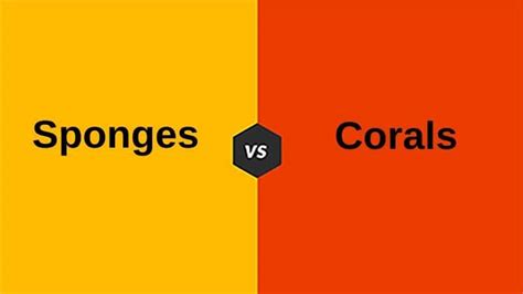 Difference Between Sponges And Corals Updated 2022