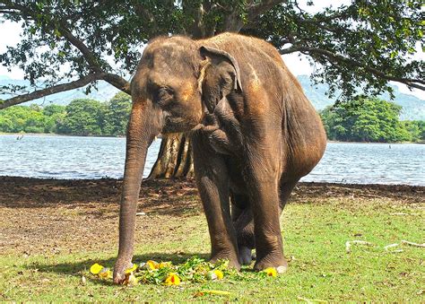 Namal Vrienden Van De Olifant