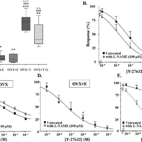 Effects Of Hormonal Modulation Of No Signaling On Rhoa Rock Pathway