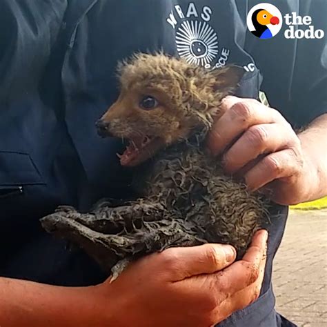 The Dodo On Twitter Baby Fox Rescued From Drain Pipe Has The Cutest