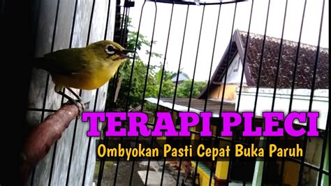 TERAPI PLECI DAKUN BALI OMBYOKAN AGAR CEPAT BUKA PARUH YouTube