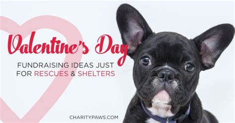 10 Valentines Day Fundraising Ideas To Help Animals