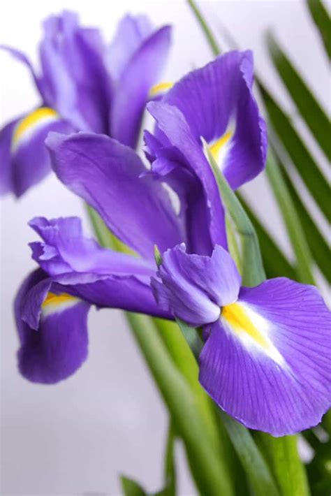 Best Fertilizers For Irises A Buyers Guide