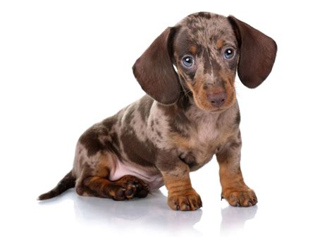 Dachshund Puppies For Sale In Texas From