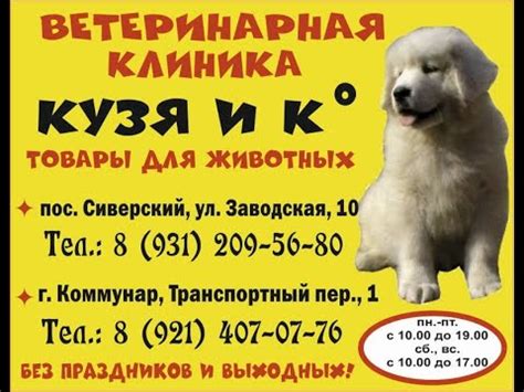 "Кузя и К", ветеринарные клиники в Сиверском и в Коммунаре Гатчинского ...