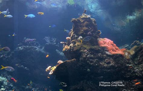 Naquem Philippine Coral Reefs At The California Academy Of Sciences