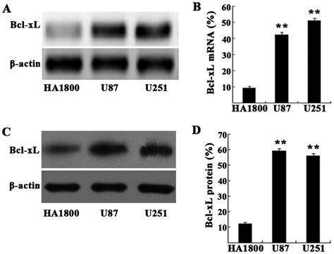 Pro Apoptotic Effects Of Splice Switching Oligonucleotides Targeting