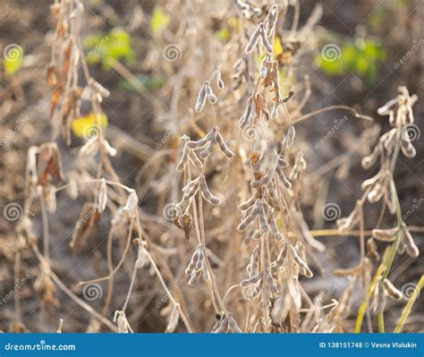 Mature Soybeans On Soybean Plantation In Close Up Stock Photo Image