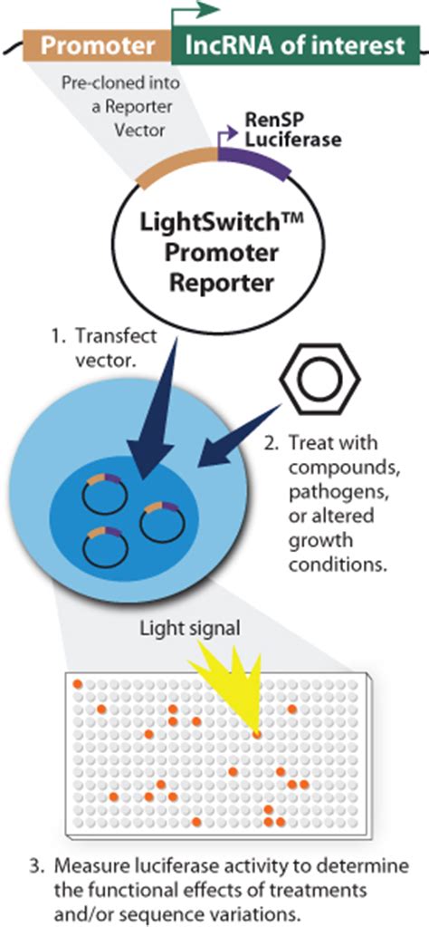 Lightswitch Lncrna Promoter Reporter Constructs