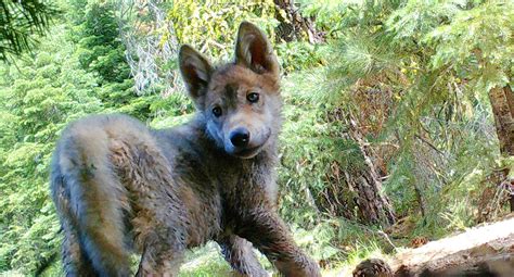 Rare Gray Wolf Pups Born in California | The California Report | KQED News