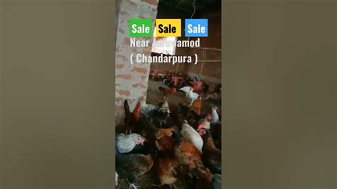 Sale Ke Liye Ready Desi Sonali Murgamurgi Youtube