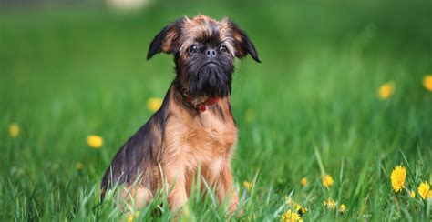 Brussels Griffon Guide Lifespan Size And Characteristics