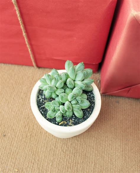 Pachyveria Little Jewel Glauca Succulent | Care Instruction | Succulents, Windowsill garden ...