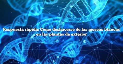 Respuesta R Pida C Mo Deshacerse De Las Moscas Blancas En Las Plantas