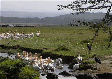 Nakuru Pélicans Pélicans Oiseaux Oiseaux Animaux Lac et