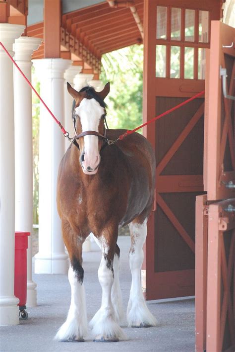 Clydesdale Horse | Horses, Clydesdale horses, Clydesdale