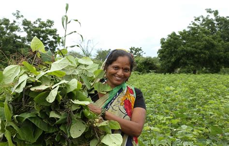 Women In Agriculture Empowering And Recognizing Their Contributions