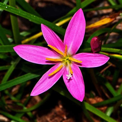 Rain Lilies Plant Care And Collection Of Varieties