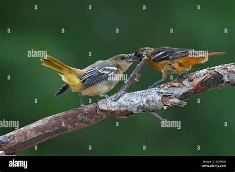 Baltimore oriole feeding hi-res stock photography and images - Alamy