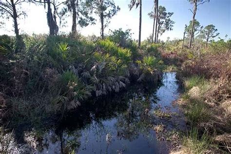 Lake Wales Ridge Habitat And Management Fwc