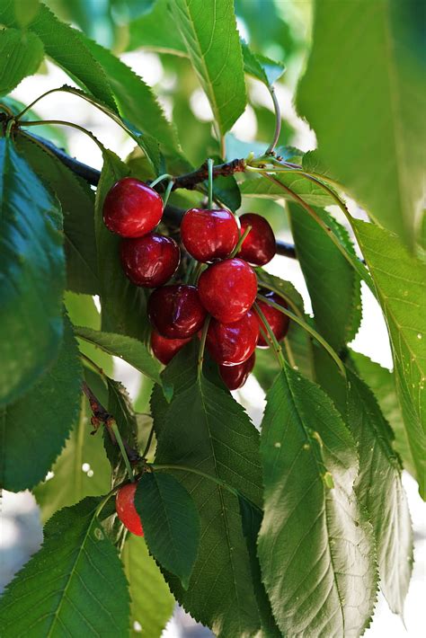 Sweet Cherry Cherry Fruit Branch Leaves Hd Phone Wallpaper Peakpx