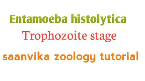 Entamoeba Histolyticatrophozoite Stage Youtube