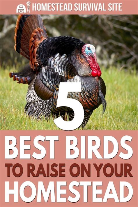 Top 5 Birds To Raise On Your Homestead In 2024 Raising Turkeys