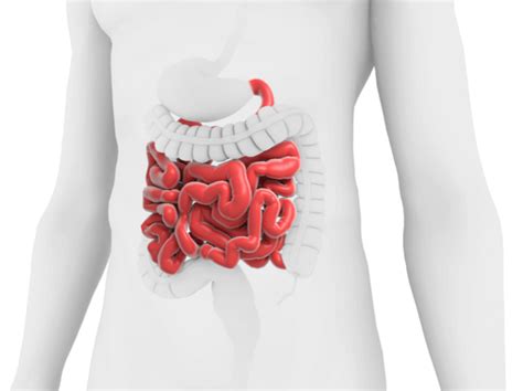 Short Bowel Syndrome Sbs Takeda Us Medical