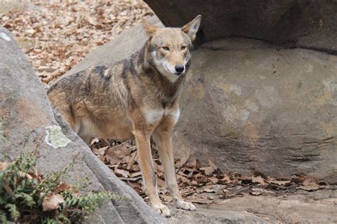 Red Wolf Facts And Pictures Critically Endangered Mammal Complete Guide