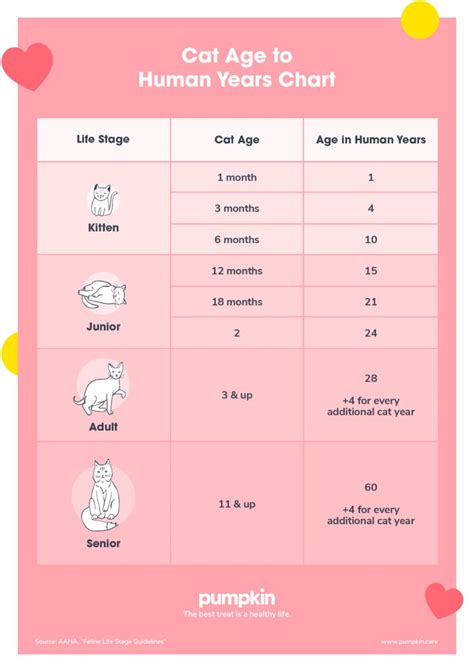 The Cat Age Chart For Human Years Chart