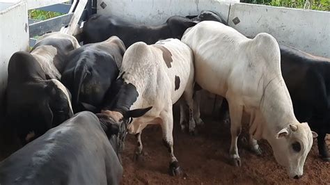 Pesando A Boiada Ap S Dias De Trato Na Ra O Qual Foi O Ganho De