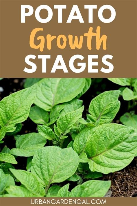 Potato Growth Stages - Urban Garden Gal