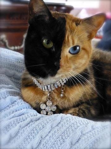 Venus (Chimera Cat) - Check out her lovely collar