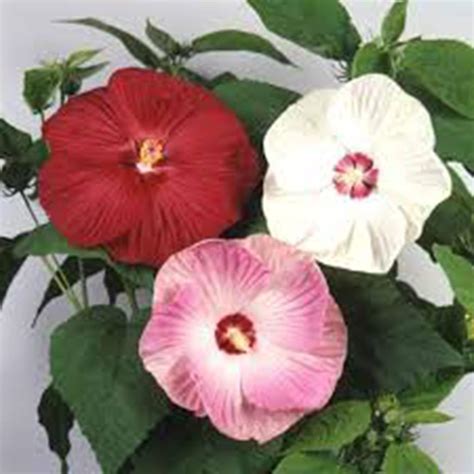 Chuxay Garden Mezcla De Hibisco Luna Moscheutos Resistente Rojo Rosa