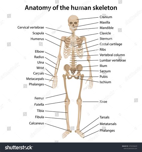 Anatomy Human Skeleton Main Parts Labeled Stock Vector (Royalty Free ...