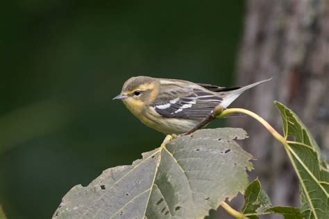 Blackburnian Warbler 1st Fall Jeremy Meyer Photography