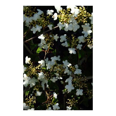 V Xtverket On Instagram Viburnum Plicatum Japanskt Olvon Nu