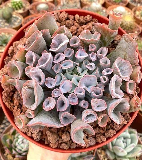 Echeveria Pink Trumpet Todo Lo Que Debes Saber Sobre Esta Suculenta