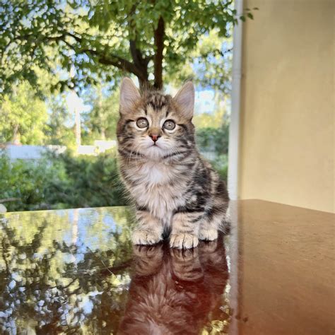 Купить котенка Курильского бобтейла в Москве в питомнике Silver&Gold по ...