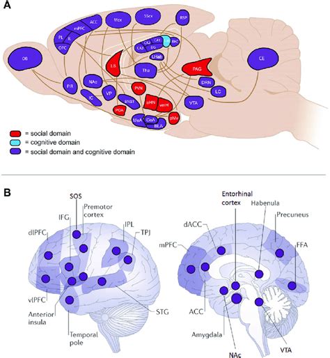 Brain Regions Involved In The Social Andor Cognitive Domain The